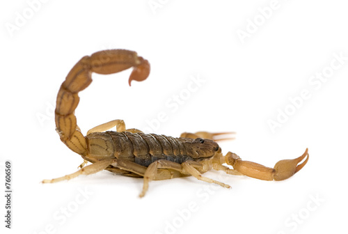 Scorpion - Hottentotta hottentotta
