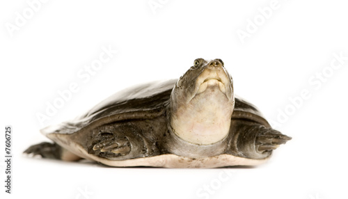 soft-shell turtles - Family: Trionychidae
