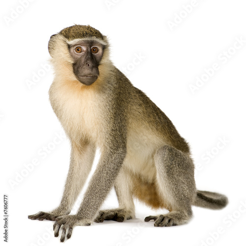 Carta da parati Scimmie - Carta da parati Vervet Monkey - Chlorocebus pygerythrus