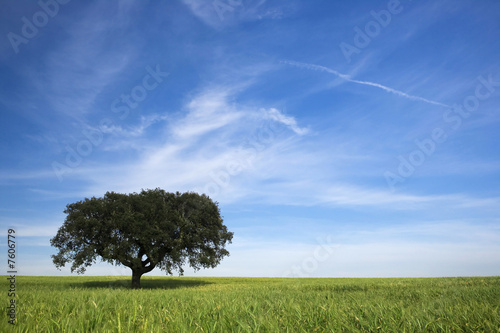 lonely tree in spring landscape with green grass and blue sky
