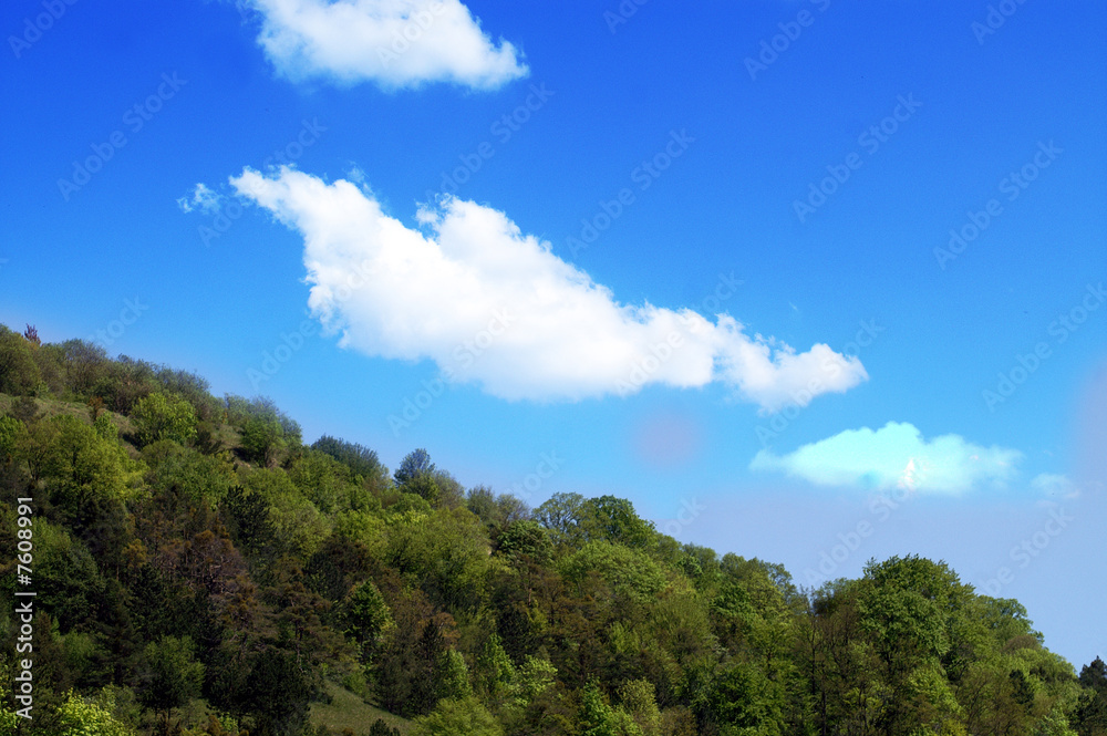 Wald Wald