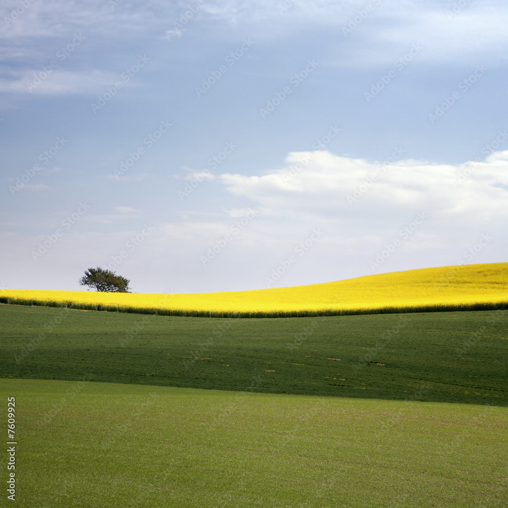 Fototapeta premium yellow field with oil seed rape in early spring