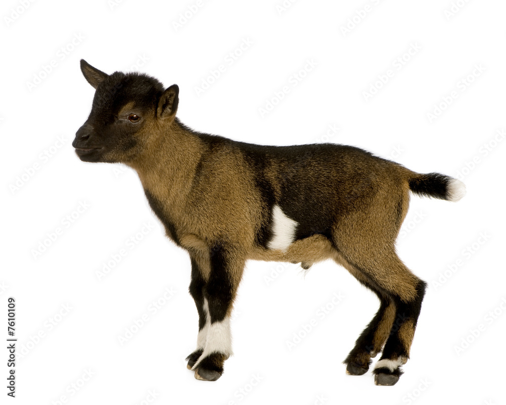Young Pygmy goat