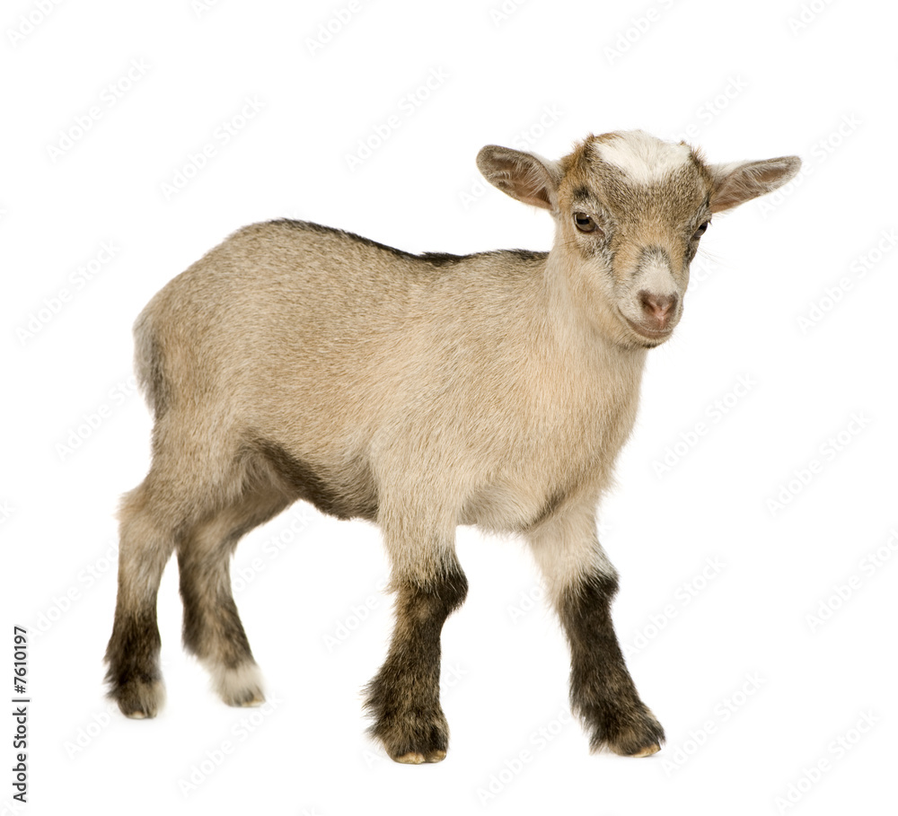Fototapeta premium Young Pygmy goat