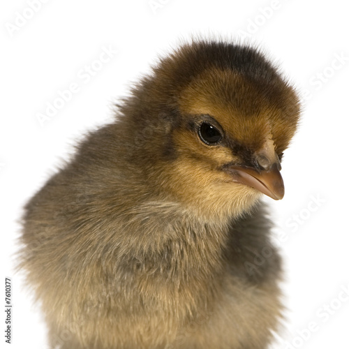 African chick