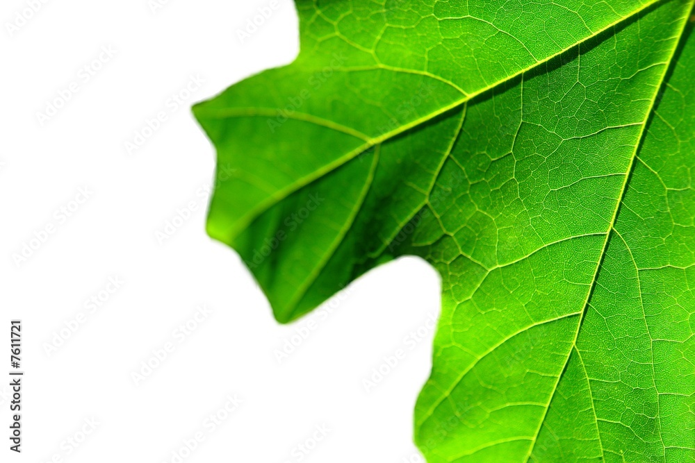 green leaf