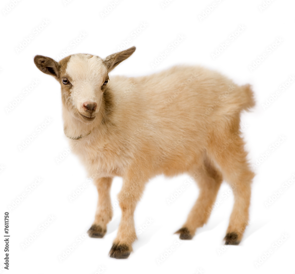Obraz premium Young Pygmy goat