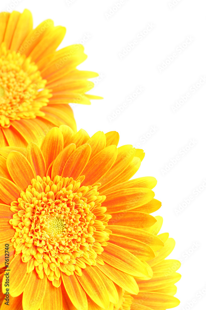 flowers corner daisies isolated on white flowers corner daisies isolated on white
