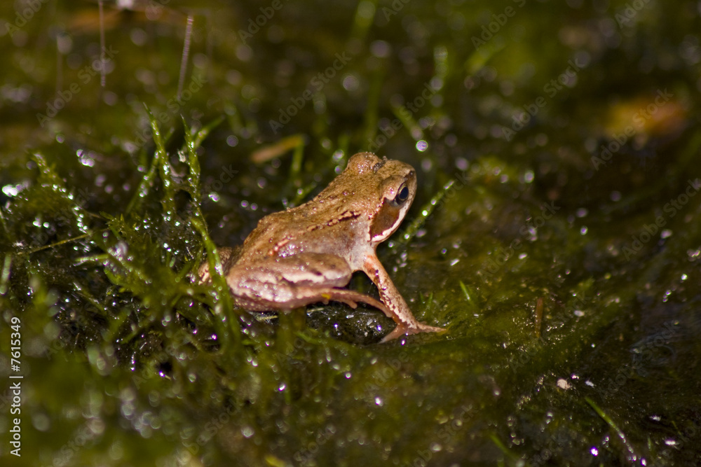 Obraz premium Frosch