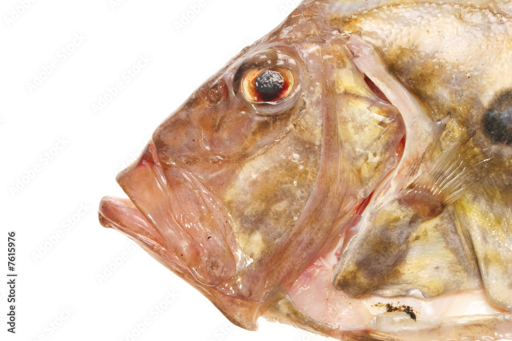 Fish face close up Stock Photo