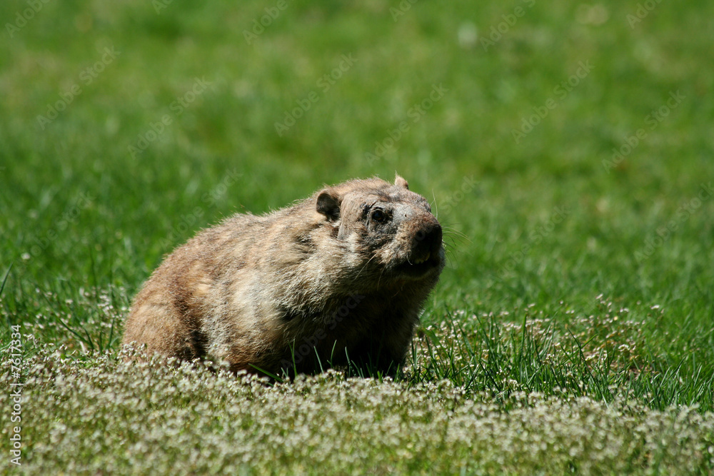 Groundhog popping out of his hole Groundhog popping out of his hole
