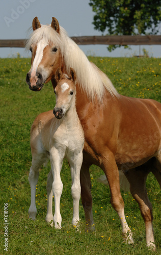 Fotografie Haflinger Stute mit Fohlen