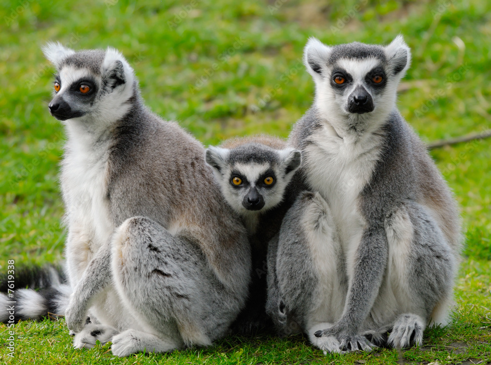 ring-tailed lemur family ring-tailed lemur family