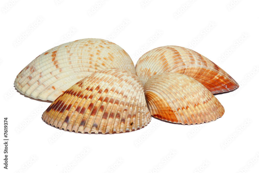 Vier Herzmuscheln Vier Herzmuscheln