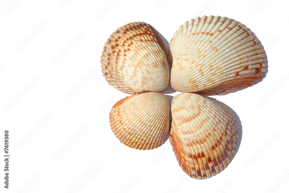 Vier Herzmuscheln Vier Herzmuscheln