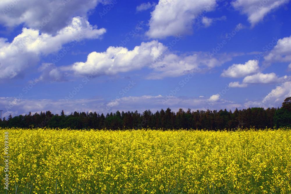 Obraz premium yellow rapefield with blue cloudy sky