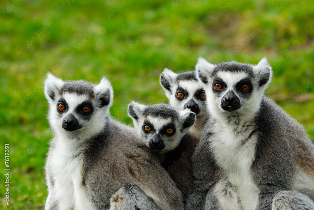 Obraz premium ring-tailed lemur family
