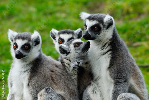 ring-tailed lemur family