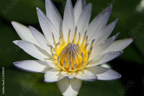 Water Lily