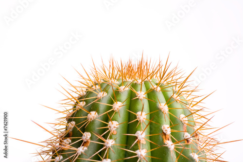 Grüner Kaktus vor weißem Hintergrund