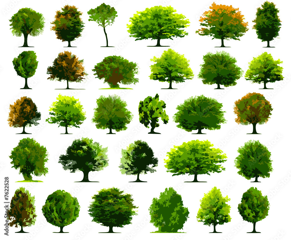Fototapeta premium Vector trees