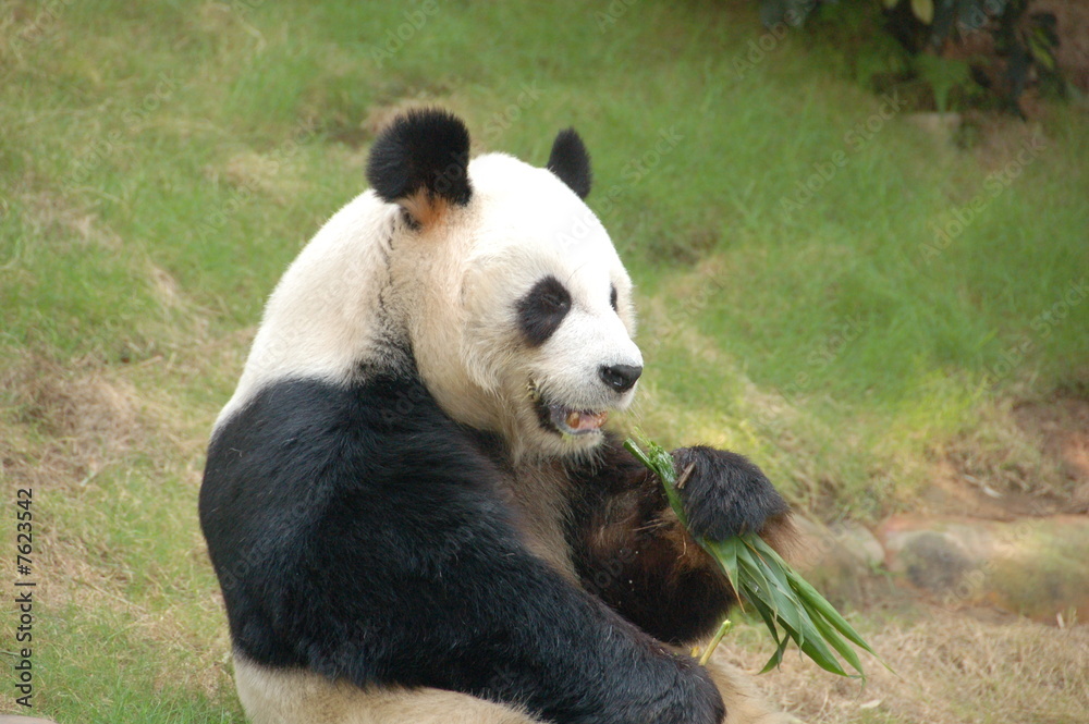 Fototapeta premium Panda