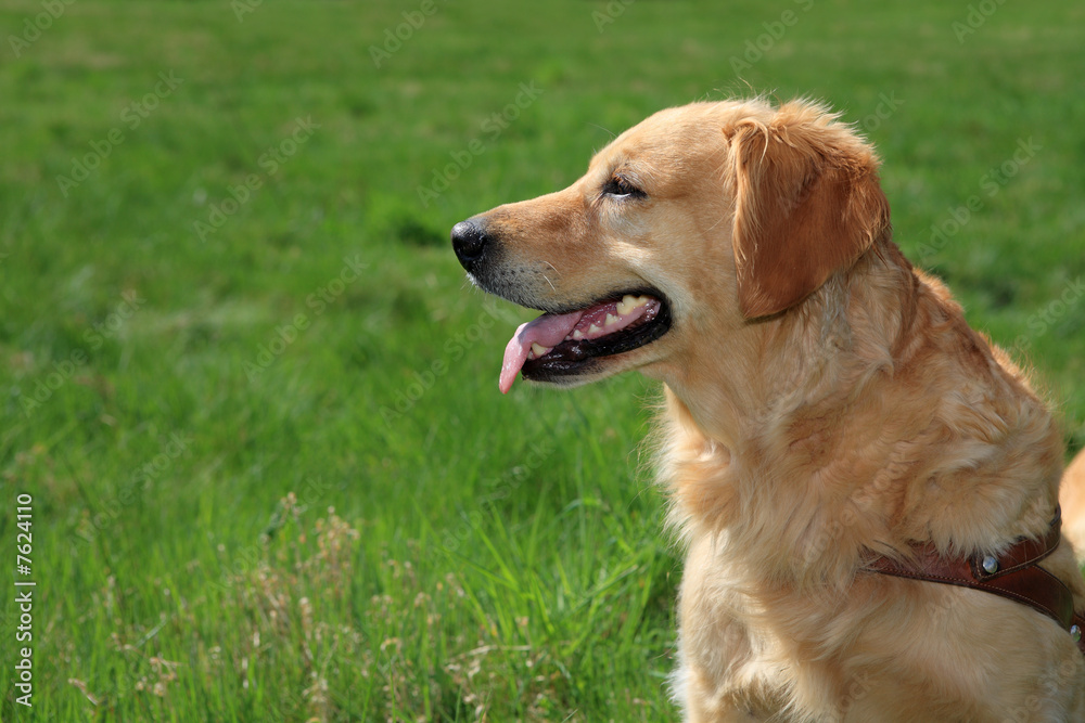 Golden retriever