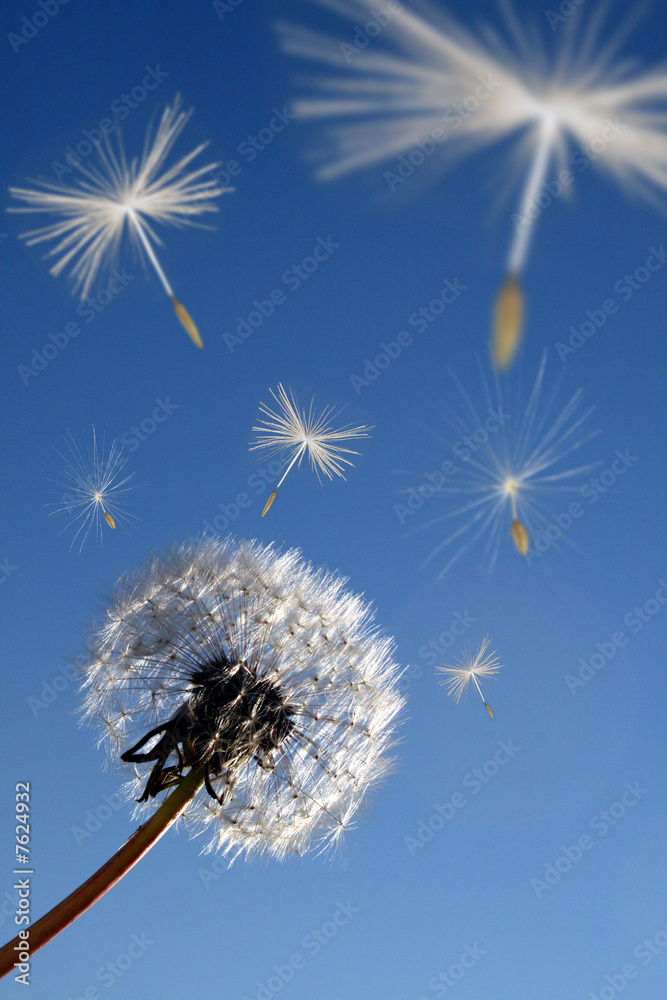 Naklejka premium Pusteblume