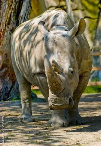 Rhino at the zoo © cameraman