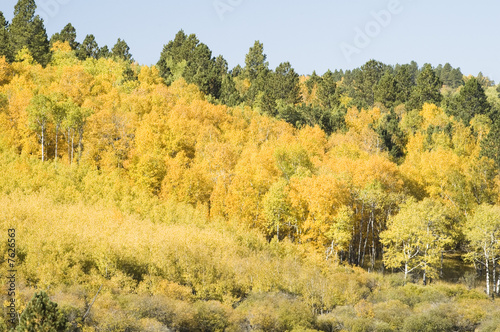 Fall Colors in the Black Hills 9