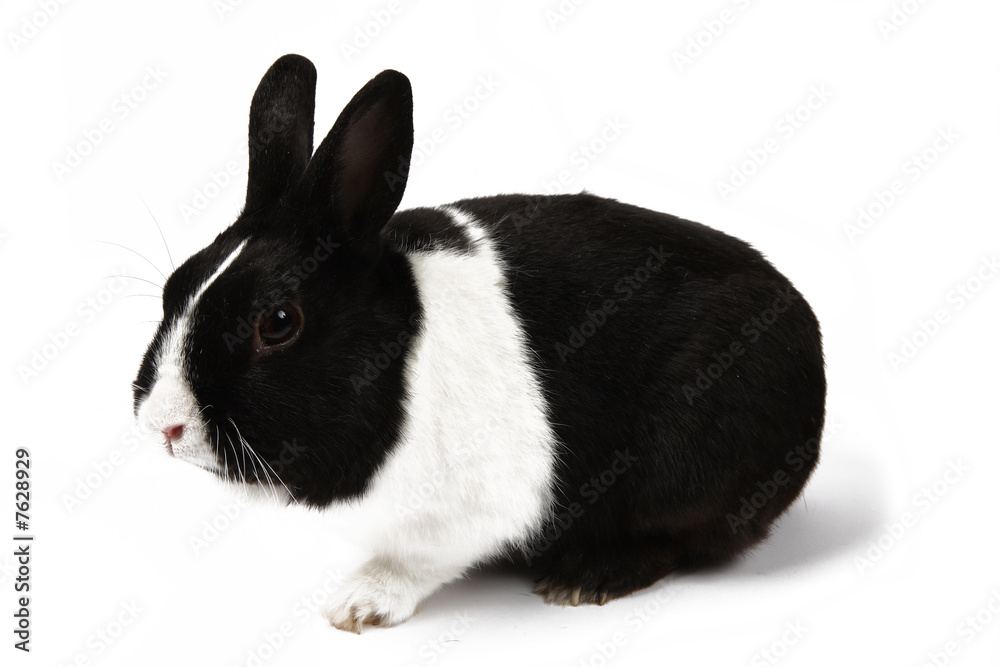 Fototapeta premium lapin nain