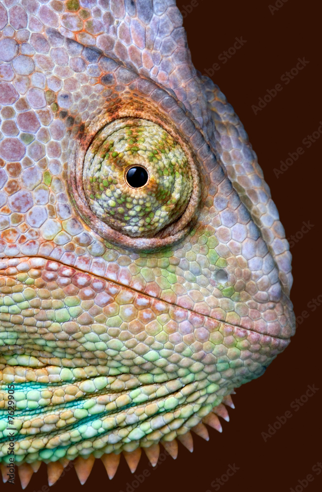 Fototapeta premium Chameleon Stare