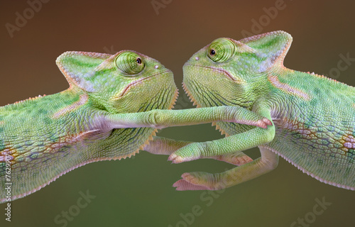 Chameleon hug