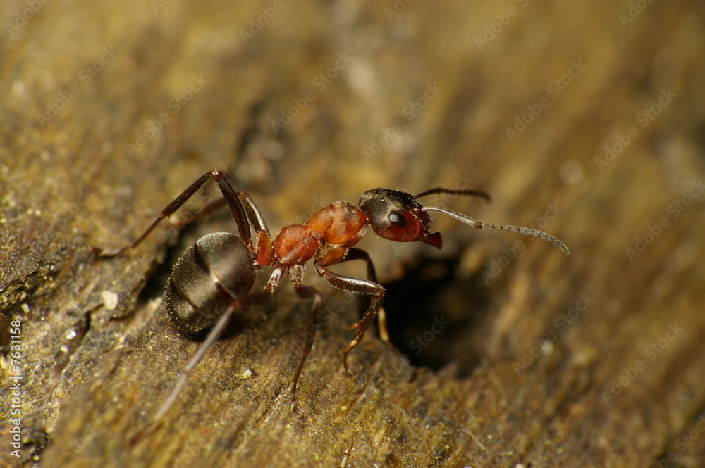 ant ant