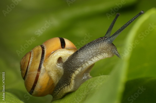 snail #7 photo