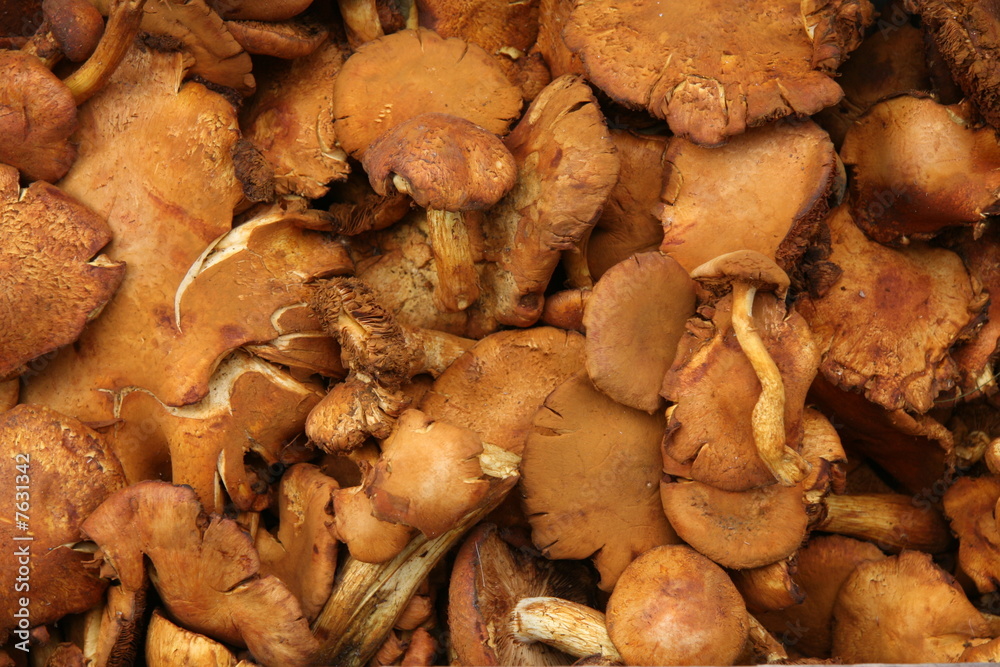 Background of brown mushrooms Background of brown mushrooms