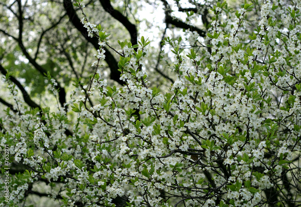 Branch of a blossoming tree with white flowers Branch of a blossoming tree with white flowers