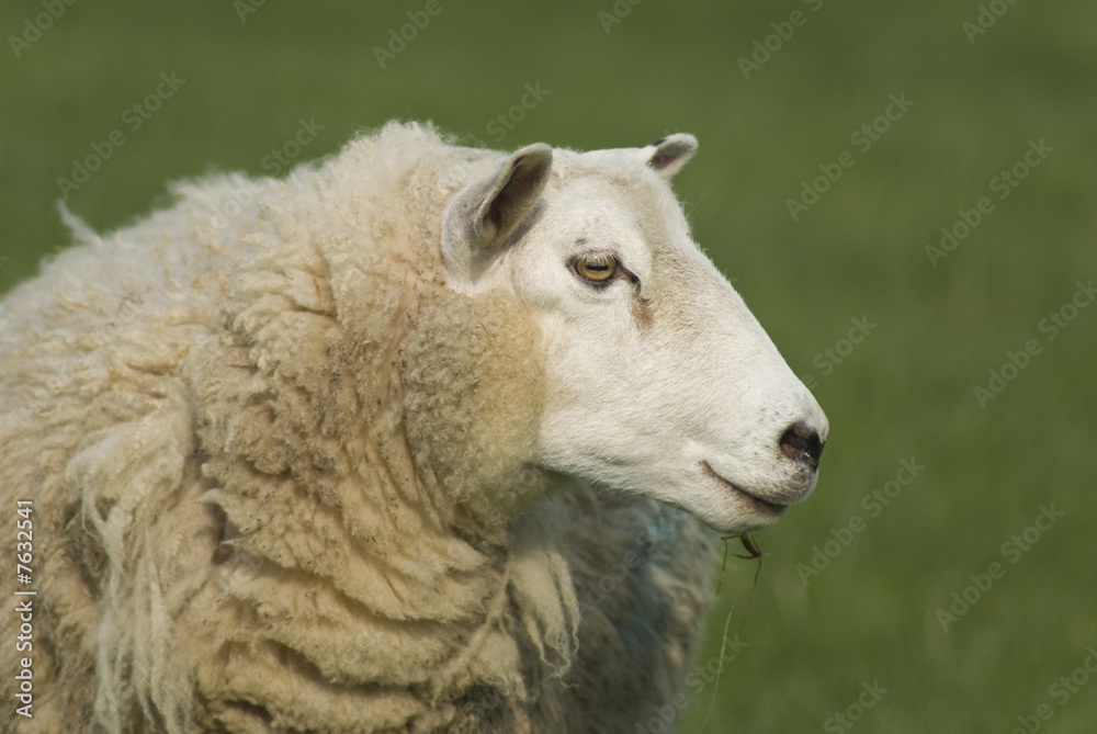 Sheep Sheep