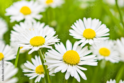 few daisies flowers