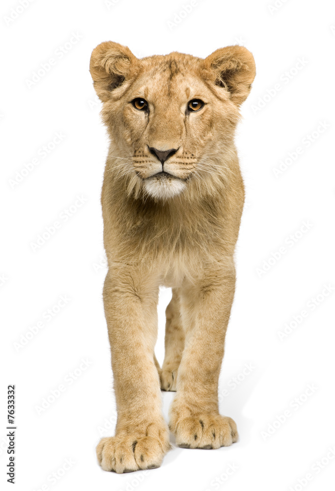 Lion Cub (9 months) Lion Cub (9 months)