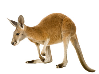 Wandcirkels Kangoeroe Rode kangoeroe joey van negen maanden  © Eric Isselée