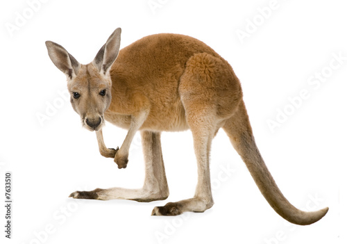 Young red kangaroo (9 months) - Macropus rufus