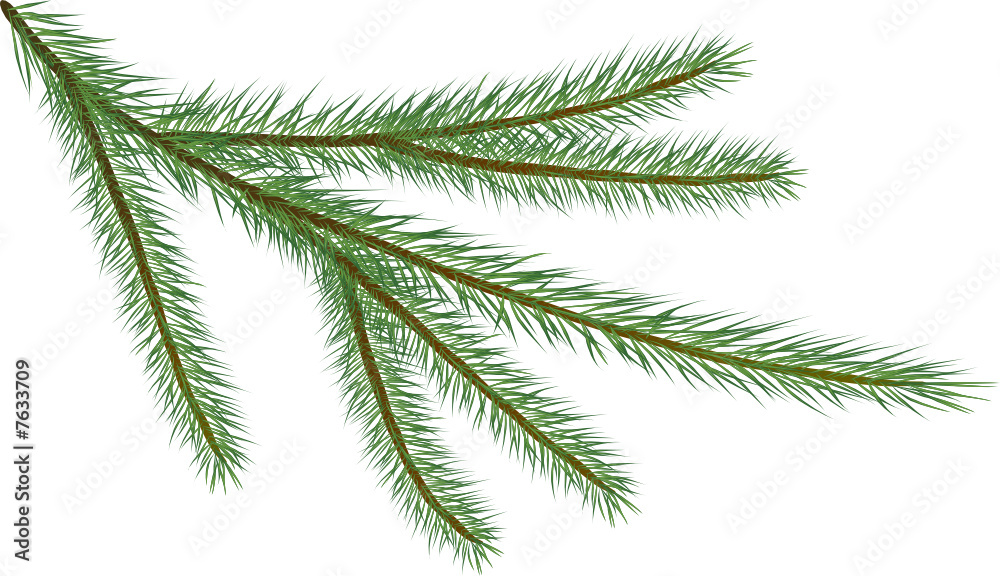 Fir twig isolated on white (vector illustration)