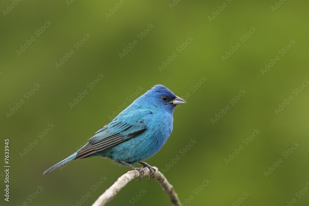 Indigo Bunting