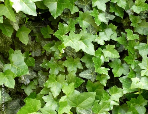 Ivy leaves