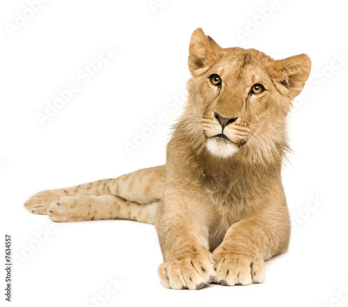 Lion Cub  9 months 