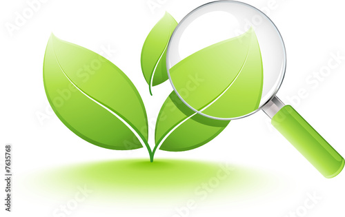 jeune plante analysée