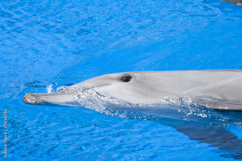 Naklejka premium Bottlenose Dolphin
