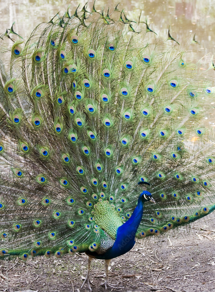 Obraz premium proud peacock