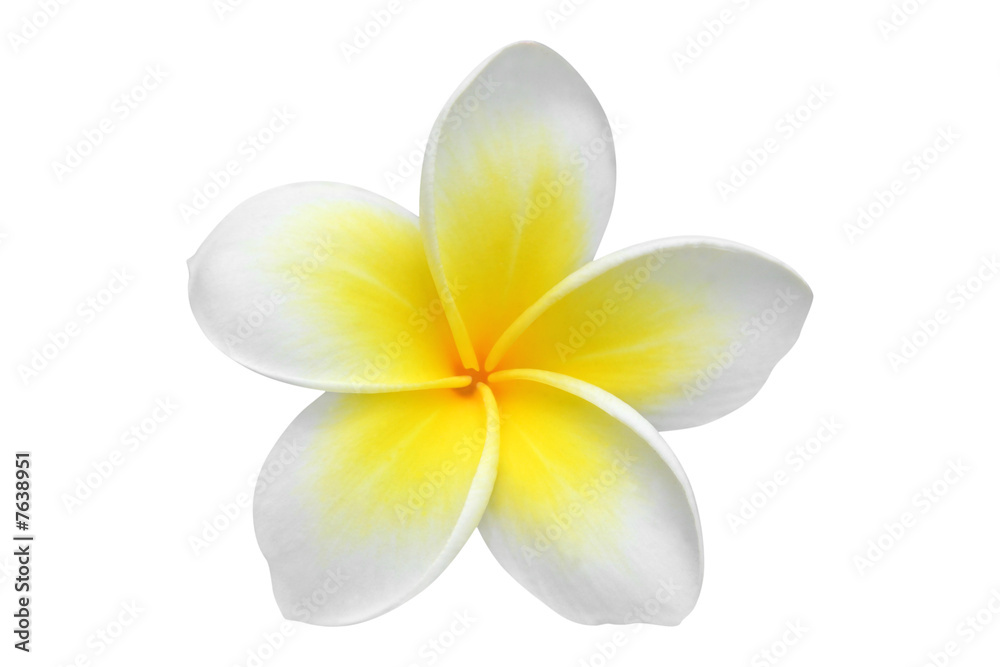 Obraz premium Kwiat frangipani (plumeria) na białym tle
